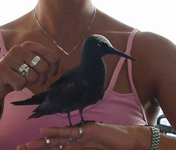 Brown noddy tern standing on a woman's arm.