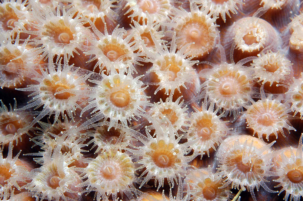 Close up view of about 30 coral polyps with their tentacles extended.