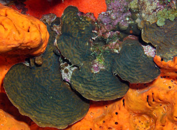 fragile saucer coral