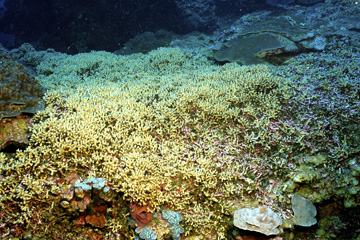 Large area of small branching corals