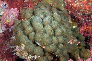 Ten-ray Star Coral (Madracis decactis)