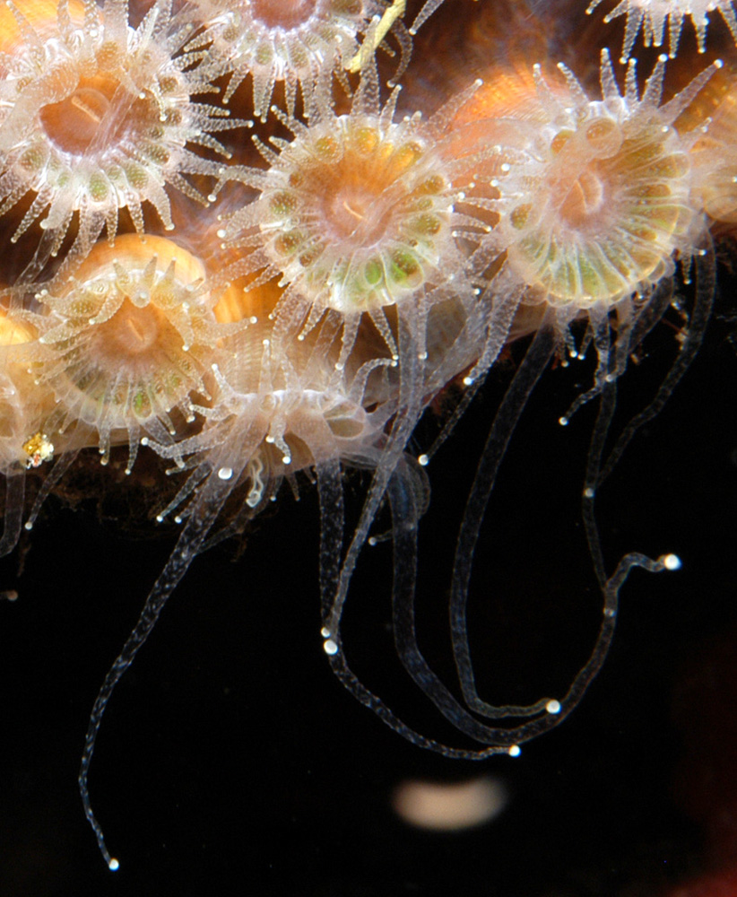 Close up view of coral polyps with their tentacles extended into open space.