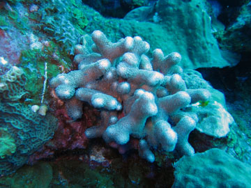 finger coral (Porites furcata)