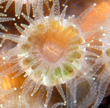 A top-down, close up view of single coral polyp showing a ring of tentacles around a single opening.