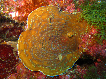 sunray lettuce coral (Helioseris cucullata)