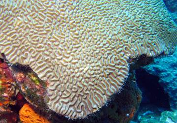 Symmetrical Brain Coral (Pseudodiploria strigosa)