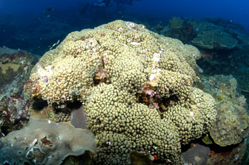ten ray star coral colony