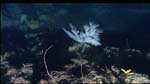 Black corals and octocorals in deepwater communities