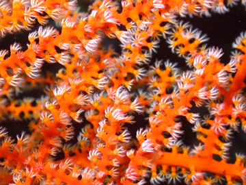 Bright orange branches of coral with small white polyps