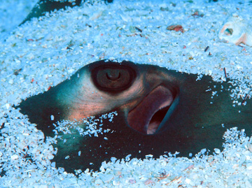 The eye of a stingray peeking out from under a layer of sand