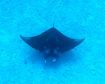 Looking down on a manta ray swimming over a sandy area of the reef.