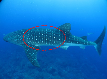 Whale shark swimming above reef. A red oval shows the part of the shark we would like to see photos of.