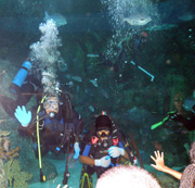 Two student divers as seen from the underwater viewing tunnel in the aquarium exhibit.