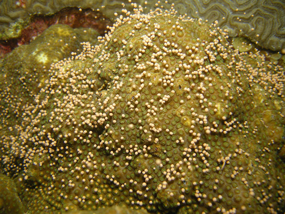 Small bb-like bundles rise from the surface of a spawning coral.