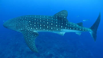 Whale shark swimming above a reef