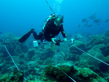 Diver photographing a monitoring station on the reef. Transect lines run across the reef on either side of the diver.