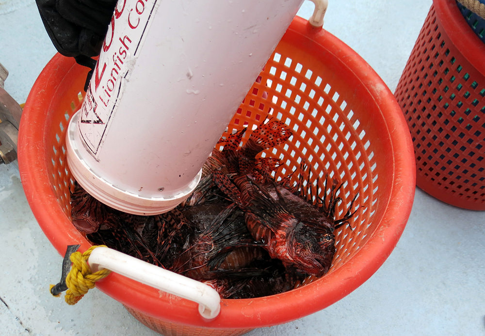 Lionfish being emptied from a ZooKeeper into a large orange basket