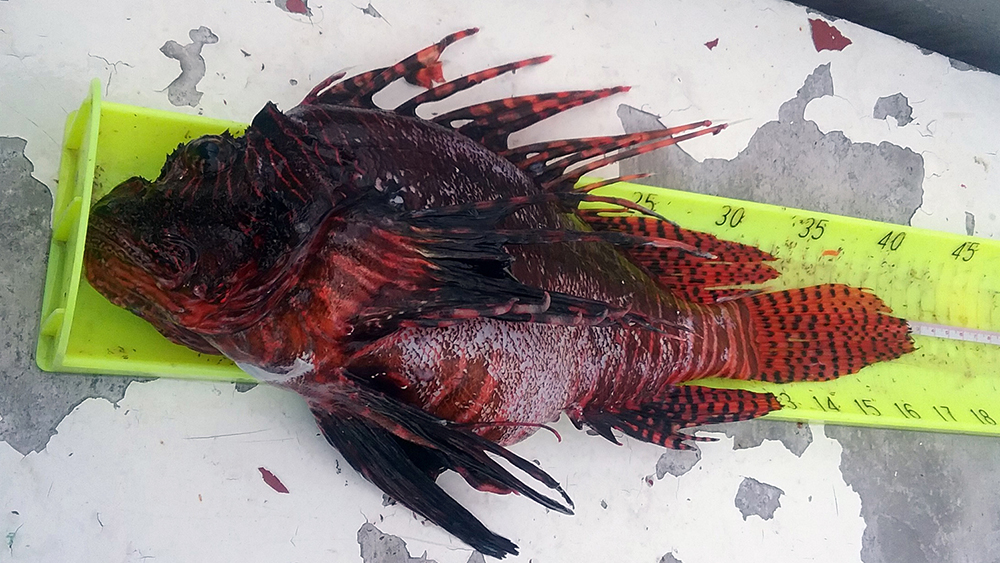Large lionfish being measured on a fish board