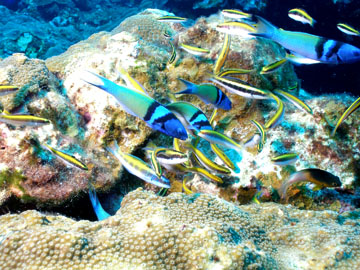 bluehead wrasses terminal and initial phases