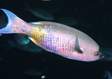 creole wrasse