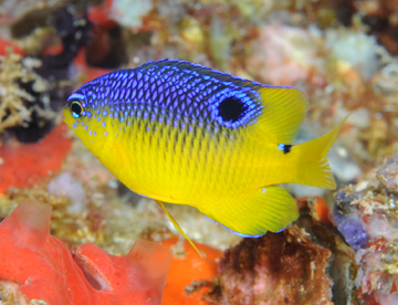 A blue and yellow fish