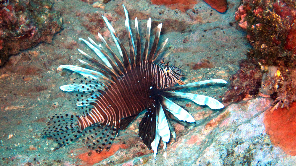 Lionfish on a rocky reef at Sonnier Bank