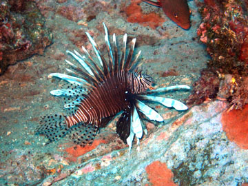 Lionfish at Sonnier Bank in the northwestern Gulf of Mexico