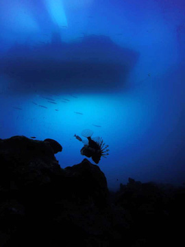 A silhouette of a lionfish swimming just above a reef with a boat silhoutte above and behind at the surface of the water