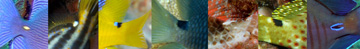 A series of 7 images focused in on the tail joint of different fishes