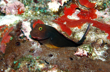 Small fish with red lips peeking out of the opening in a sponge.