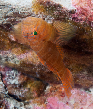 Rusty Goby (Priolepis hipoliti)