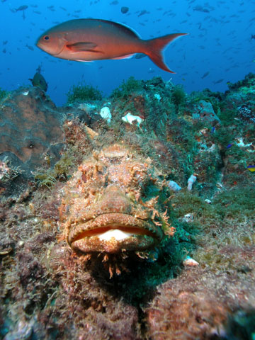 Large yellowmouth grouper swimming above a coral reef.