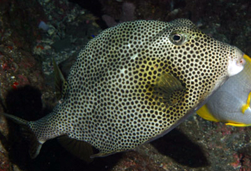 Spotted Trunkfish (Lactophrys bicaudalis)