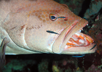 A large fish hovers with its mouth open while much smaller fish clean its face and mouth.