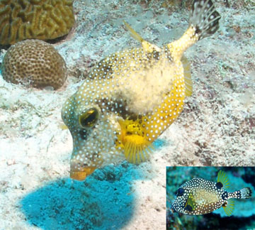 Golden smooth trunkfish, a boxy-shaped fish that is bright yellow with white spots. A small inset photo in the bottom right corner shows a normal smooth trunkfish that is black with white spots.