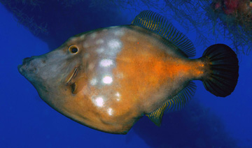 Whitespotted Filefish (Cantherines macrocerus)