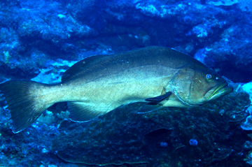 dark colored yellowmouth grouper
