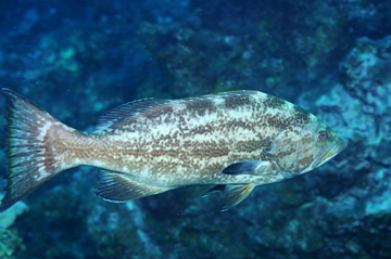 light colored yellowmouth grouper