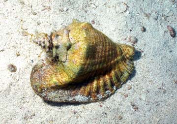 Queen conch sitting on a sandy patch of seafloor.