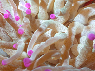 White anemone tentacles with bright pink tips.