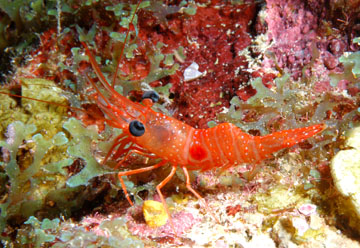 A red shrimp perched near some leafy green algae