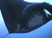 Belly view of manta ray M10