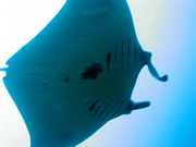 Belly view of manta ray M22