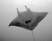Belly view of manta ray M25