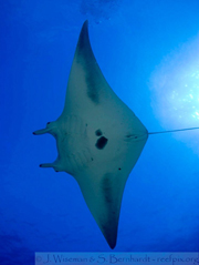 Belly view of manta ray M46