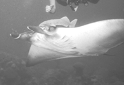 Belly view of manta ray M56