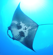 Belly view of manta ray M70