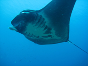 Belly view of manta ray M72 swimming to the left