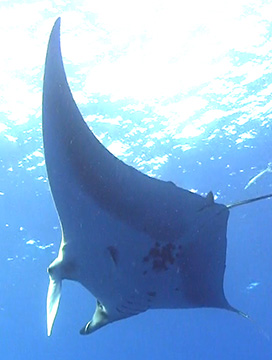 Belly view of Manta Ray M83 swimming to the left