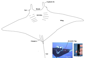 Outline of a manta ray with main parts labeled. Includes a small photo of a tagged manta with an line pointing to the tag. A smaller photo alongside shows an acoustic tag in a person's hand.